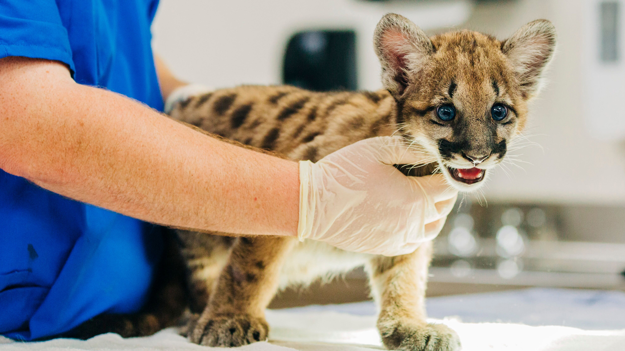 wptv-florida-panther-kitten1.jpg