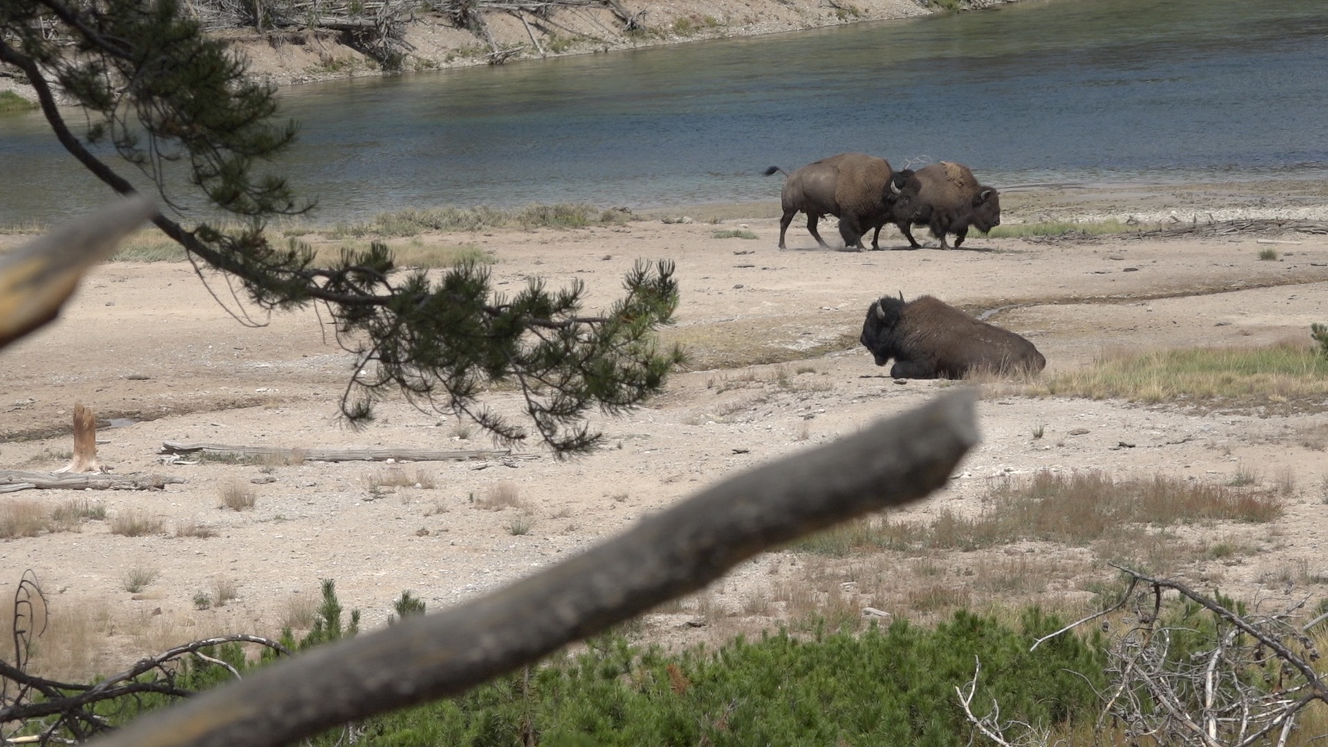 Bison in Yellowstone National Park