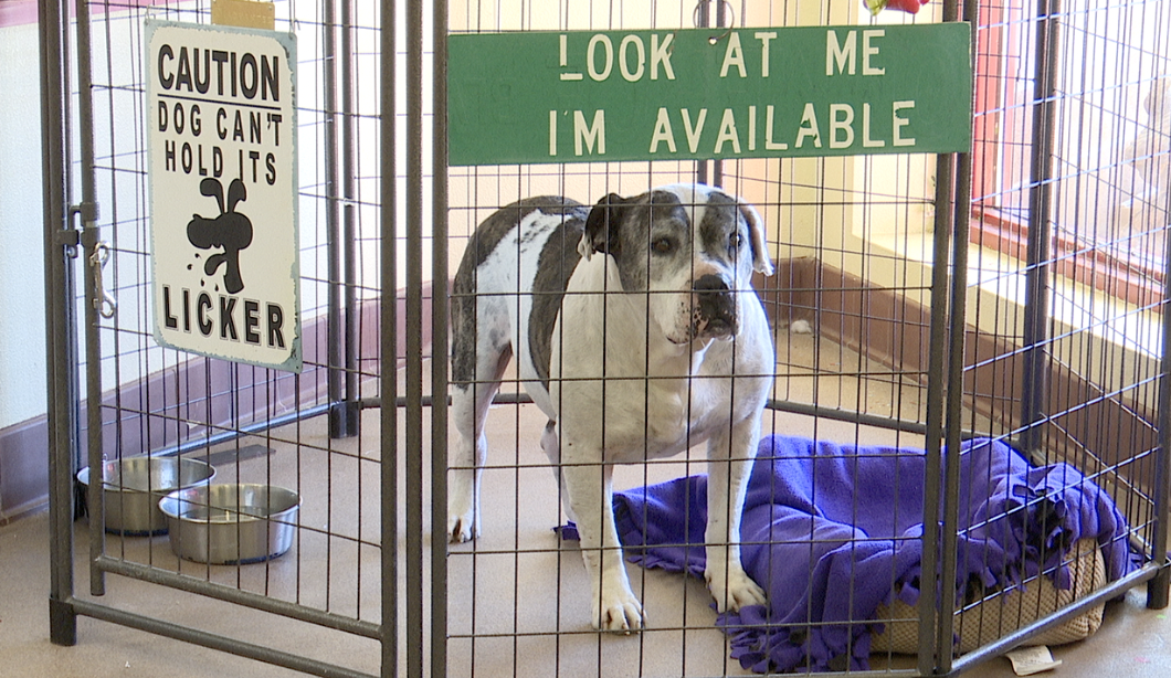 Sierra Vista animal shelter to celebrate 15 year anniversary 