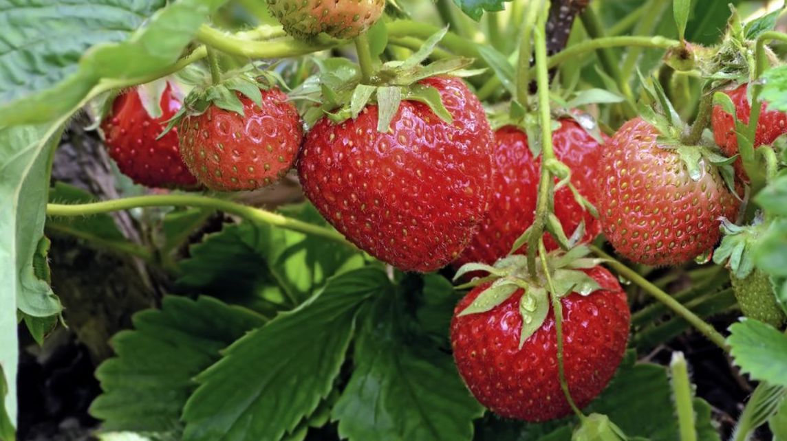 strawberries.PNG