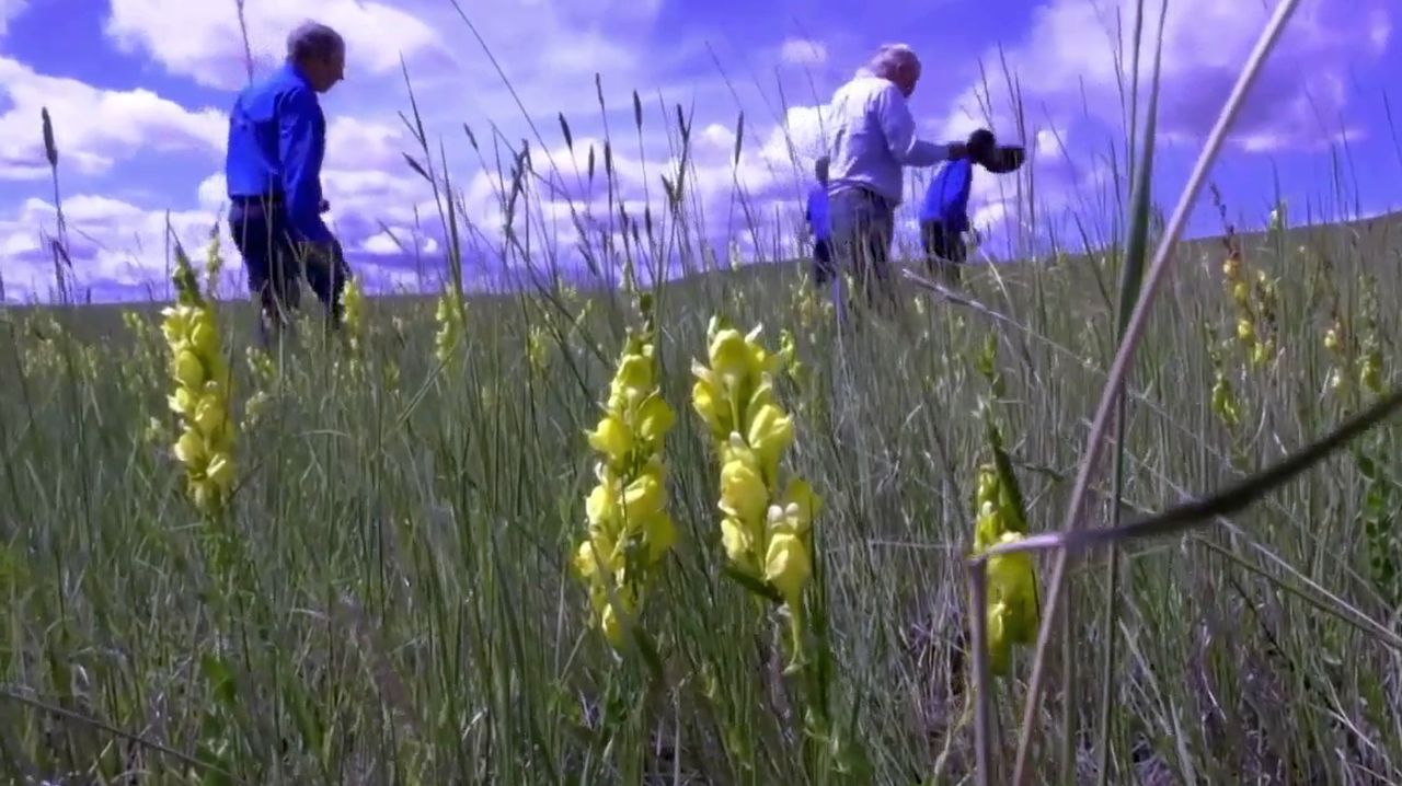Battle continues against noxious weeds in Montana