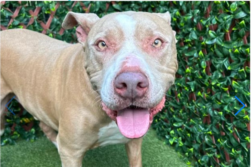 Pancake, an 8-year-old 91-pound male dog, was listed on the Palm Beach County Animal Care and Control as available for adoption. Sept. 3, 2023.jpg