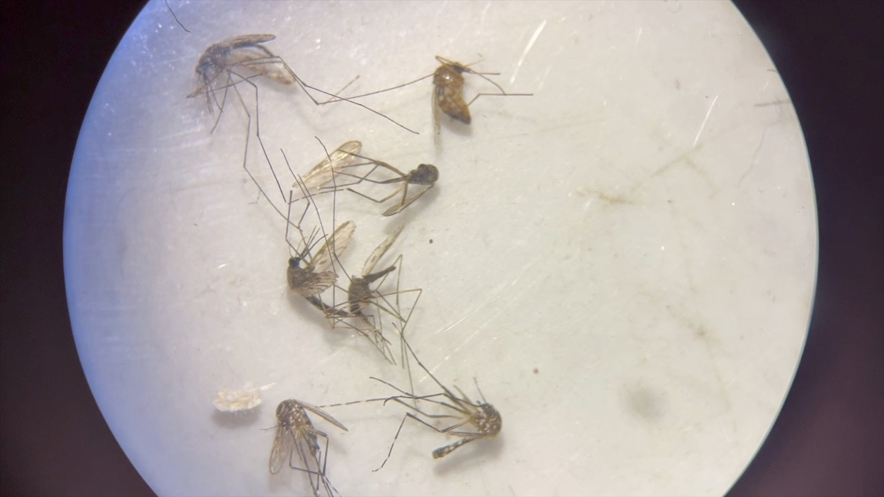 Mosquito