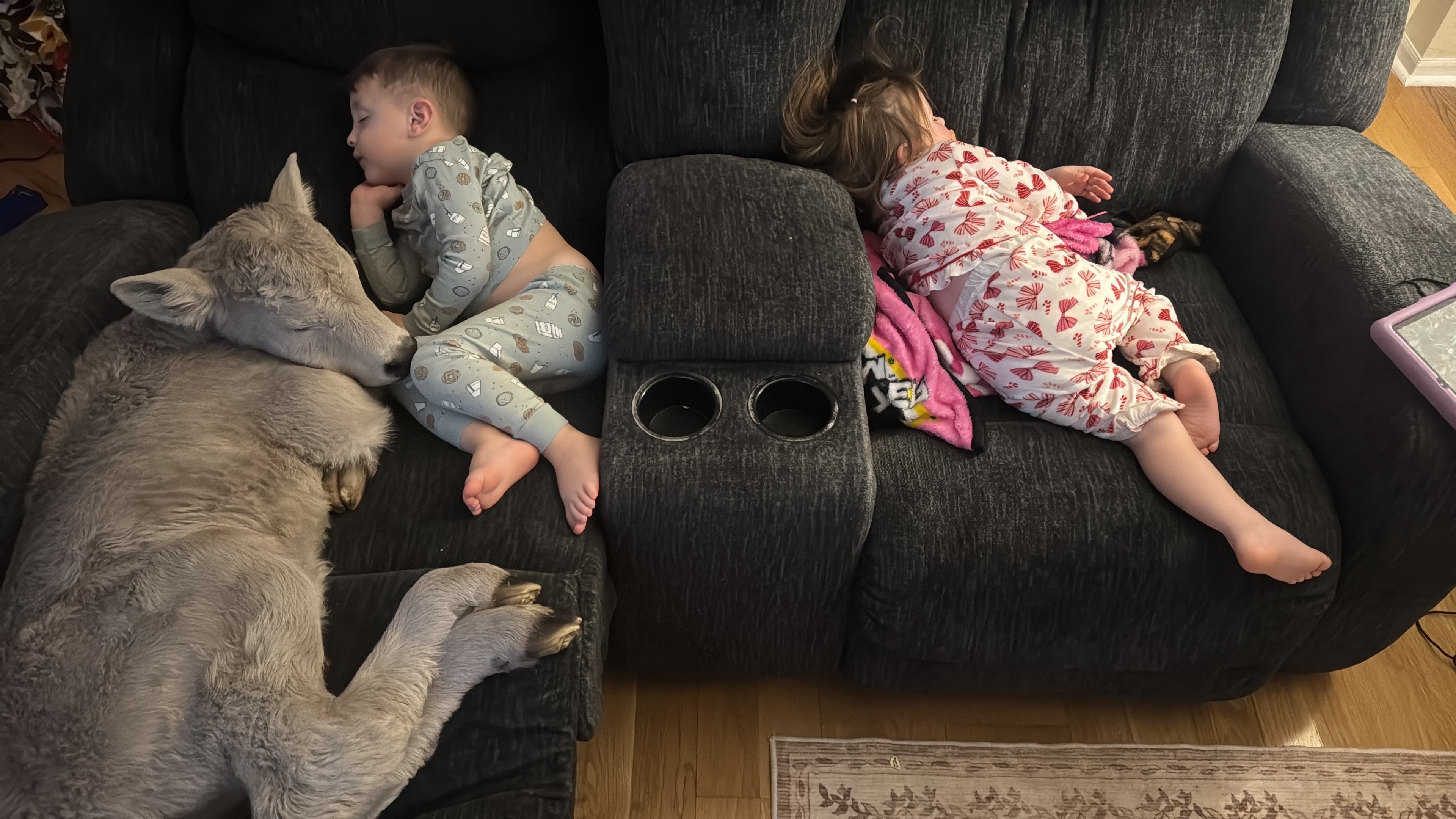 Winter Weather-Cold Calf