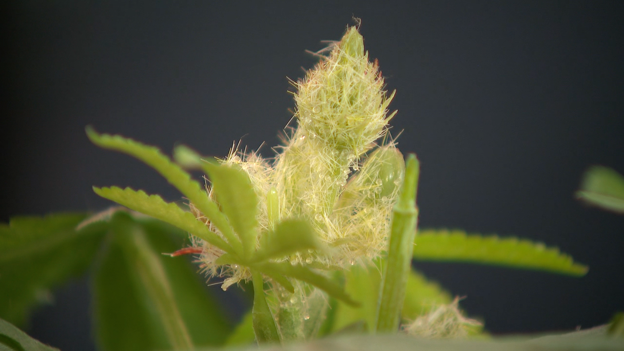 Fake marijuana plant at Tetra Lounge in Denver