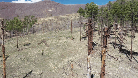 Wallow Fire gif