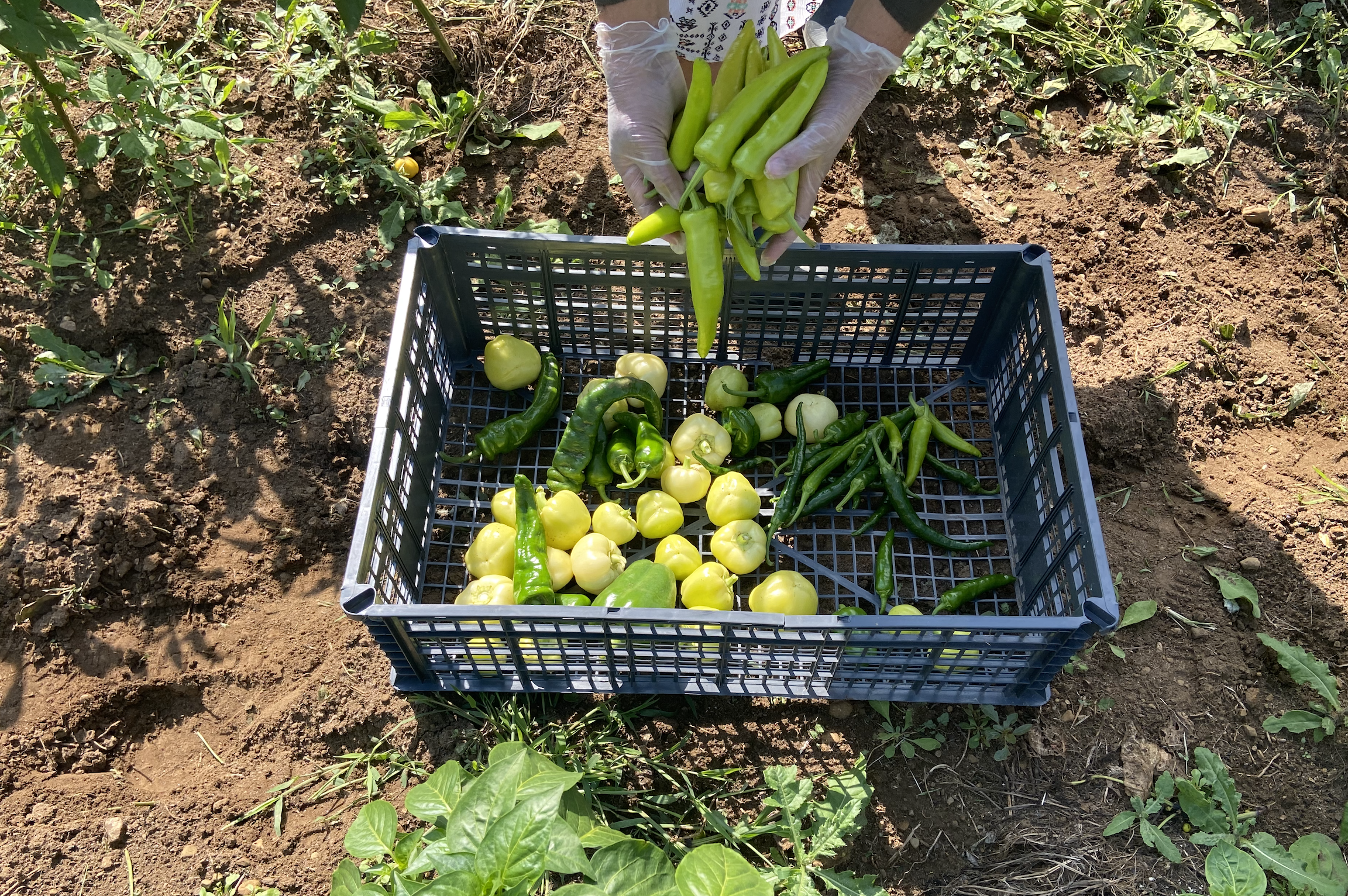 Wax Pepper Harvest Patrick Family Farm