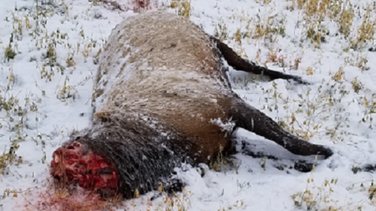 Reward offered in poaching of large bull elk east of Hardin