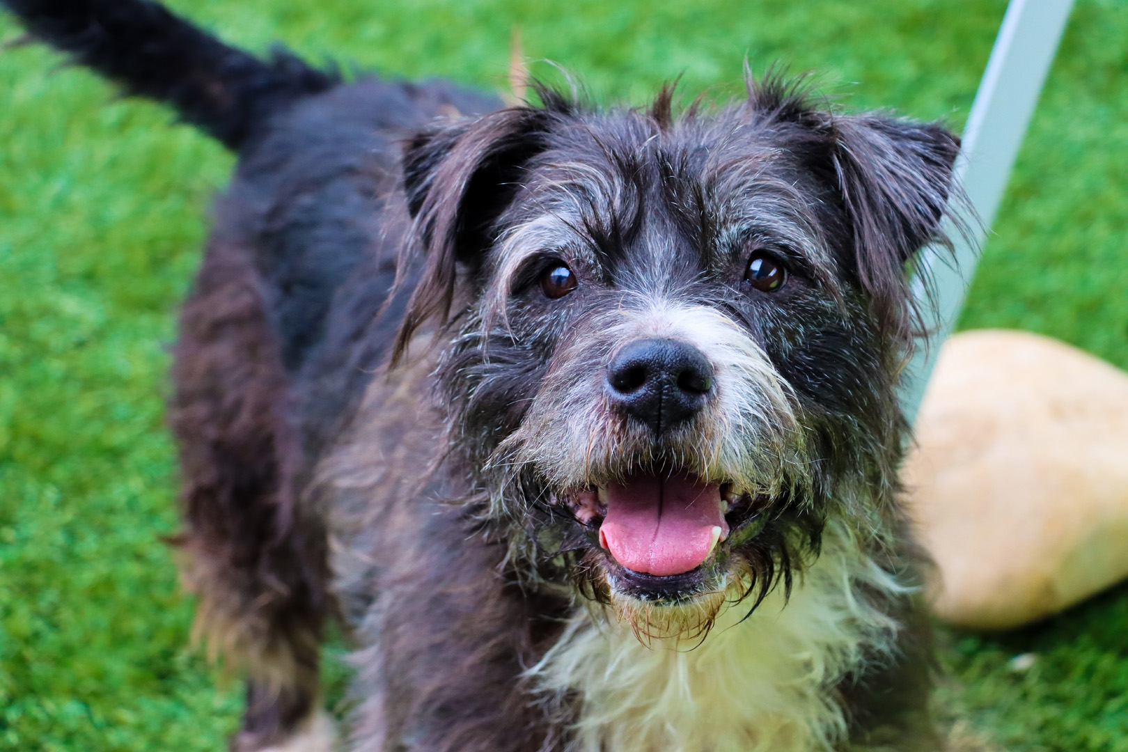 Tilly_851479.jpg