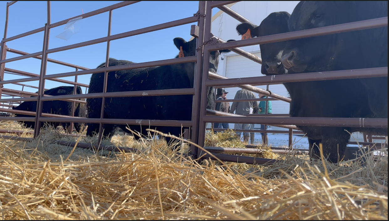Malek Angus Ranch Bull Sale.png