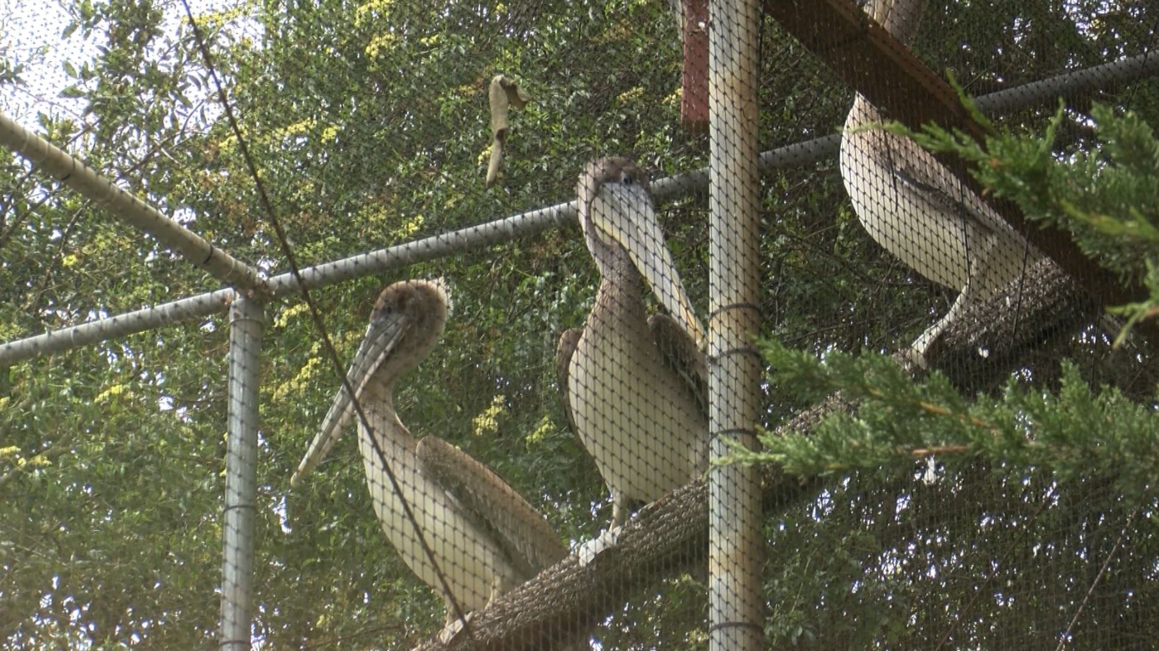 pacific wildlife care.JPG