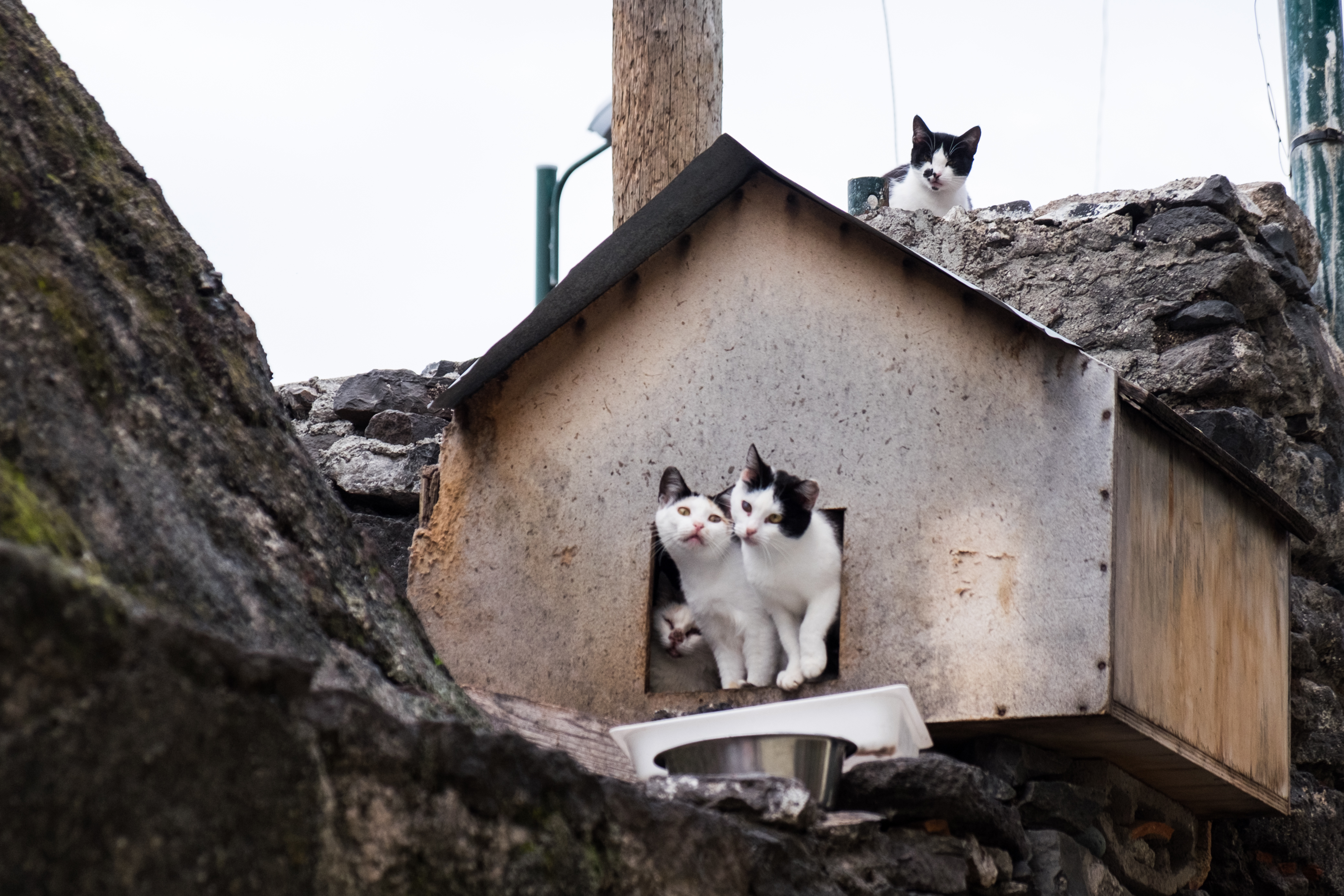 Cat,House,Outdoor,With,Three,Cats