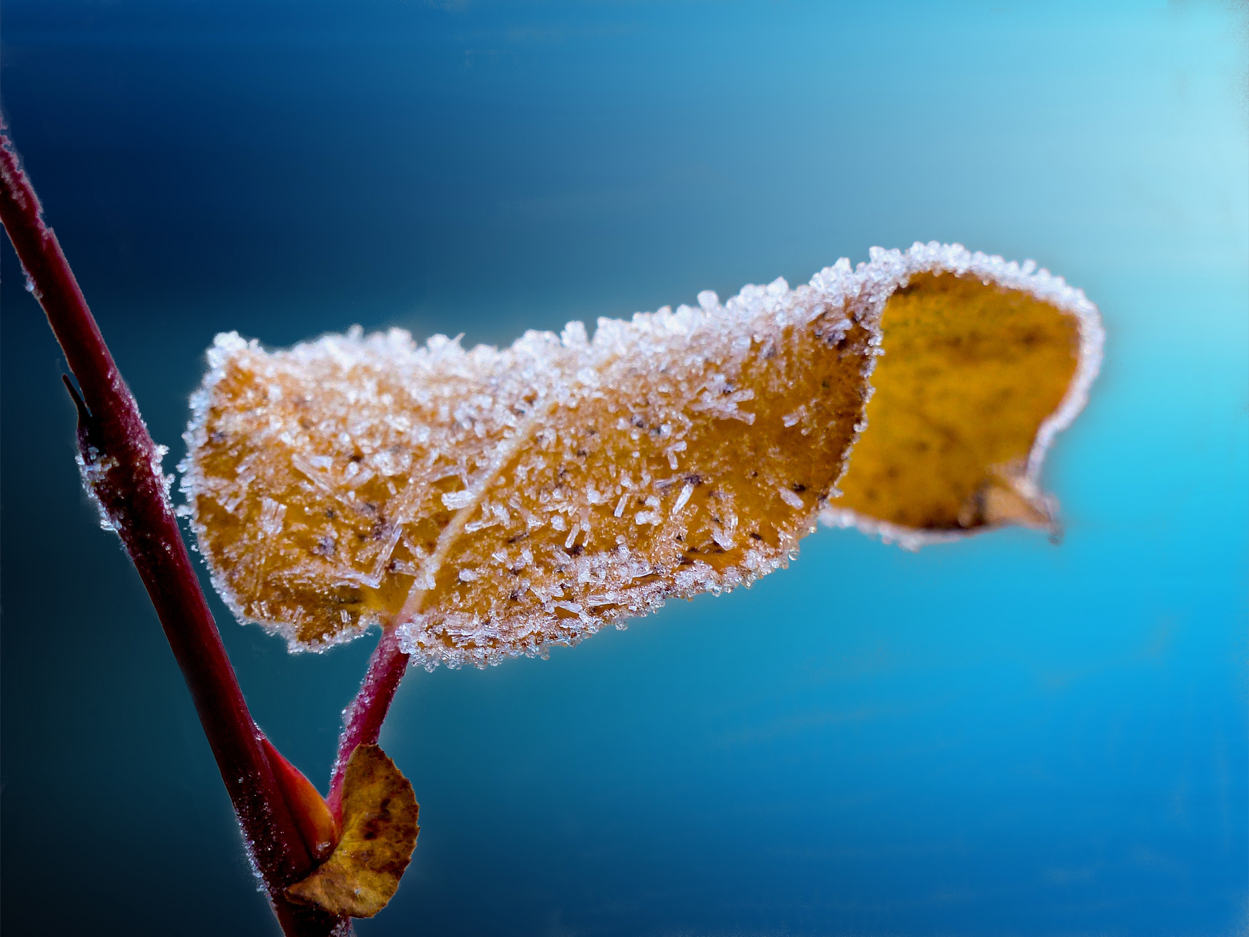 frost007.jpg