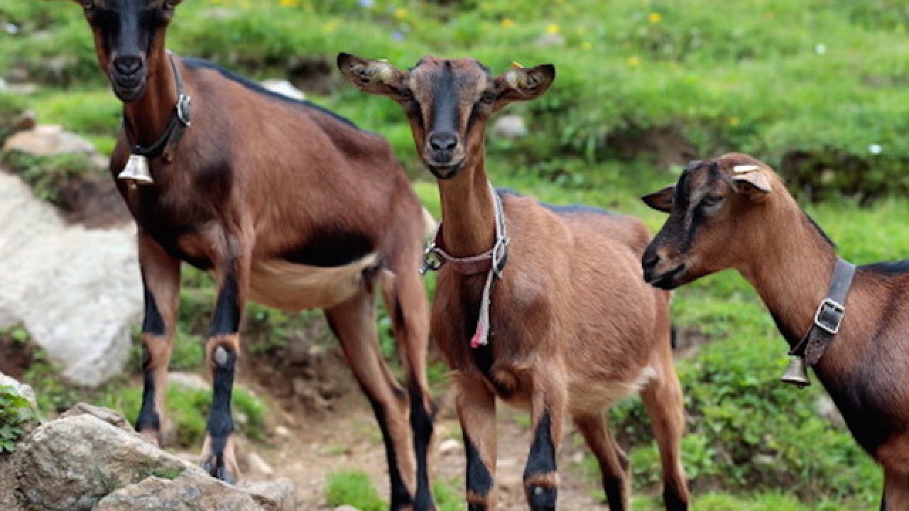 goats