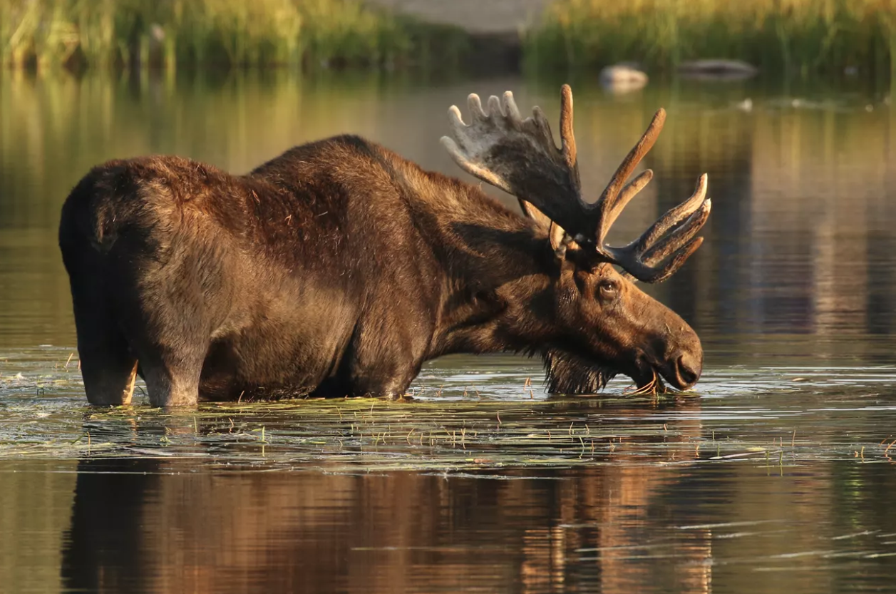A bull moose in Sprague Lake, Rocky Mountain National Park.
 