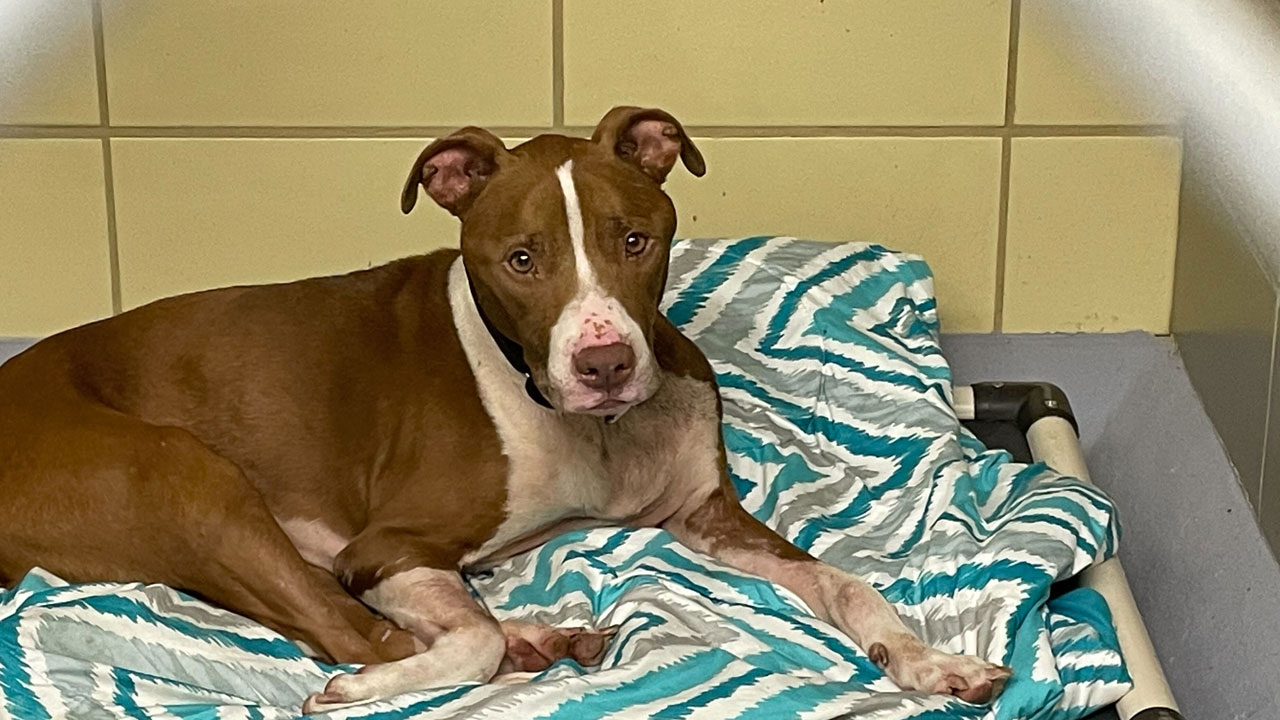 Pet Resource Center adoptions