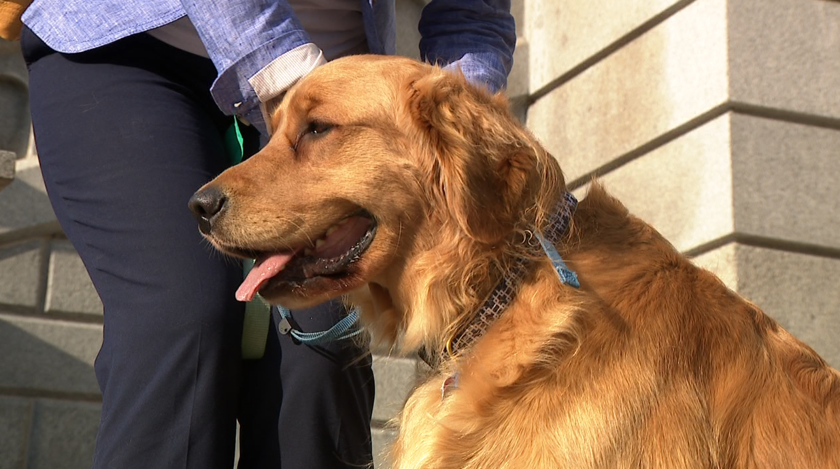 A virtual veterinarian: Proposals Colorado could see next session, aimed at supporting the people who save our pets