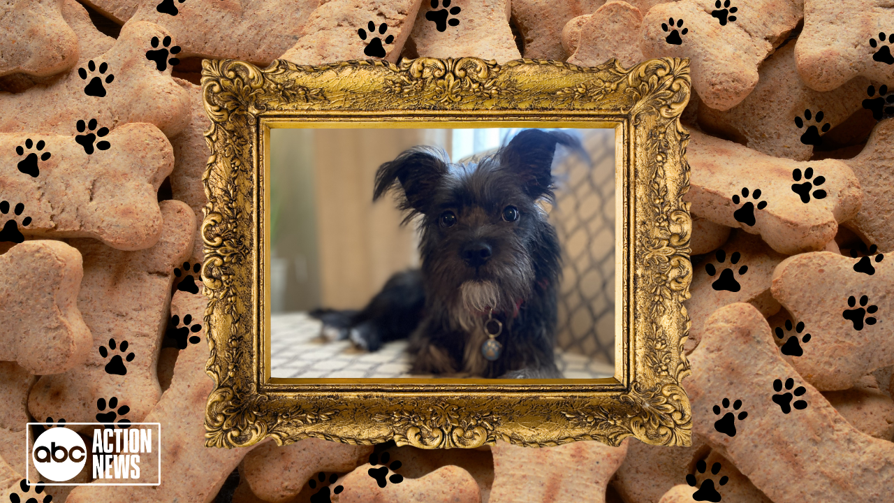 Rescues in Action: SweetTart