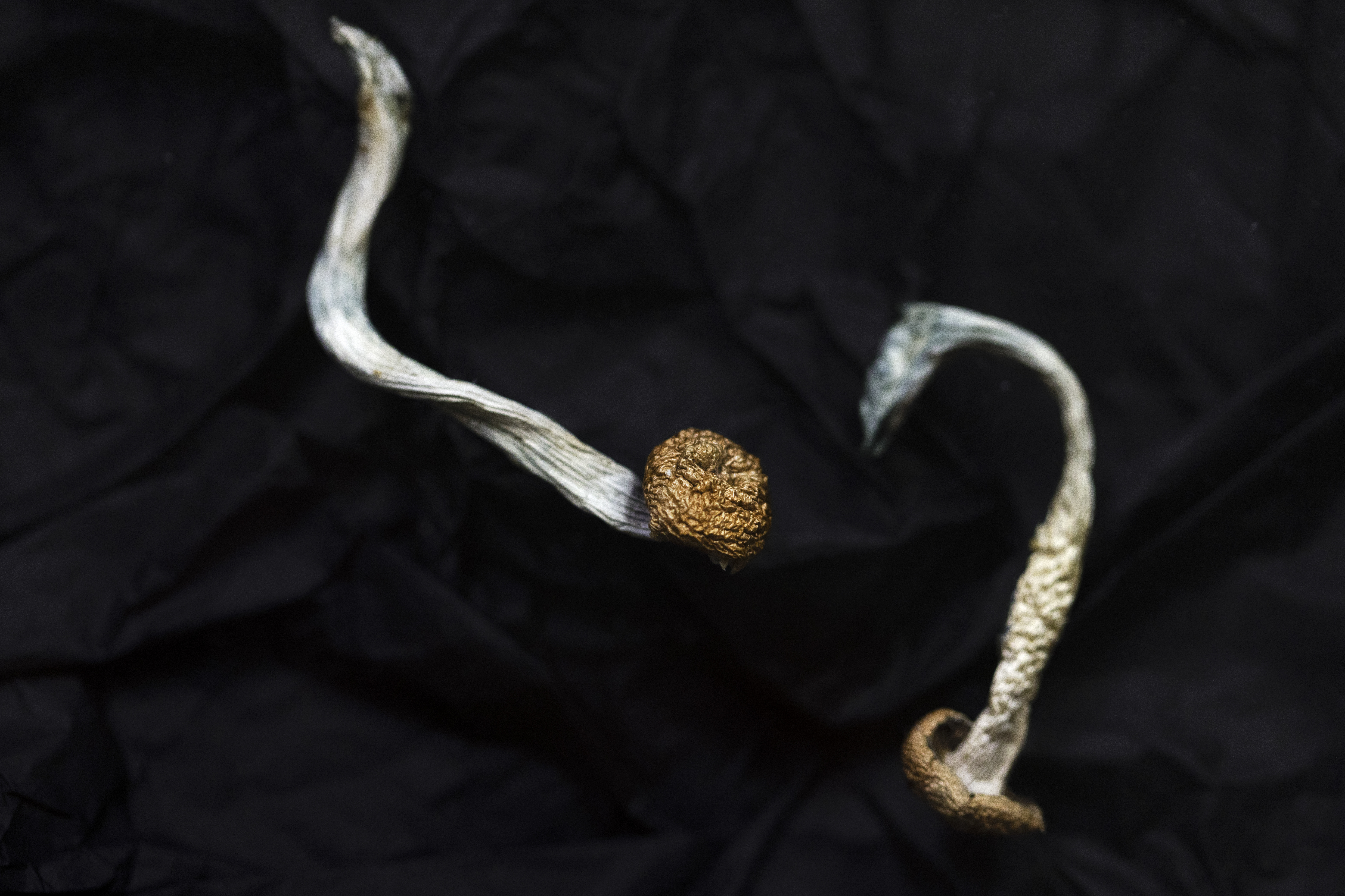 Oregon Magic Mushrooms