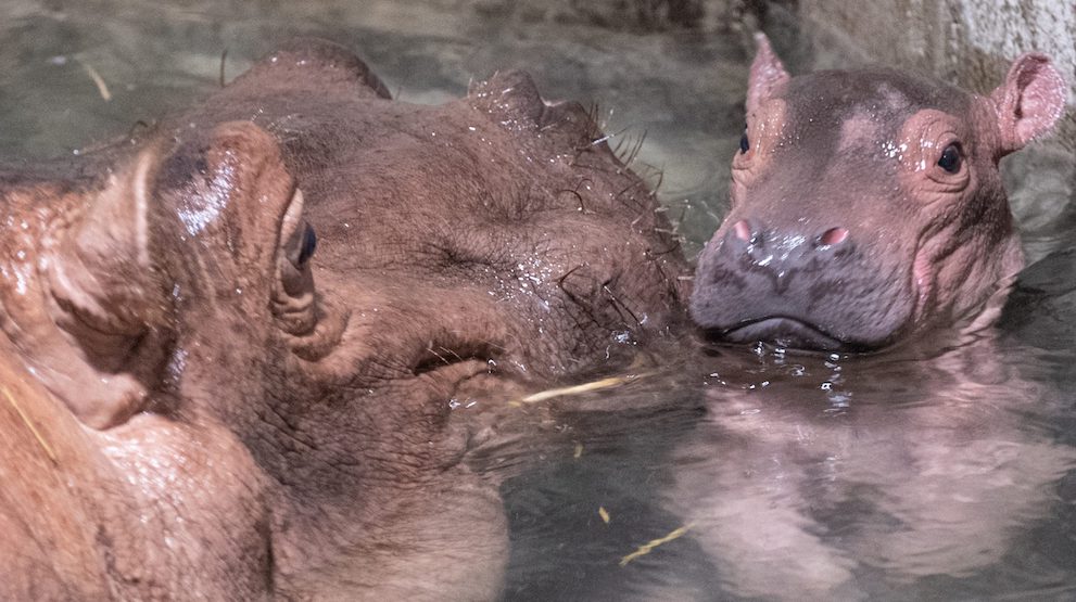 baby hippo.jpeg