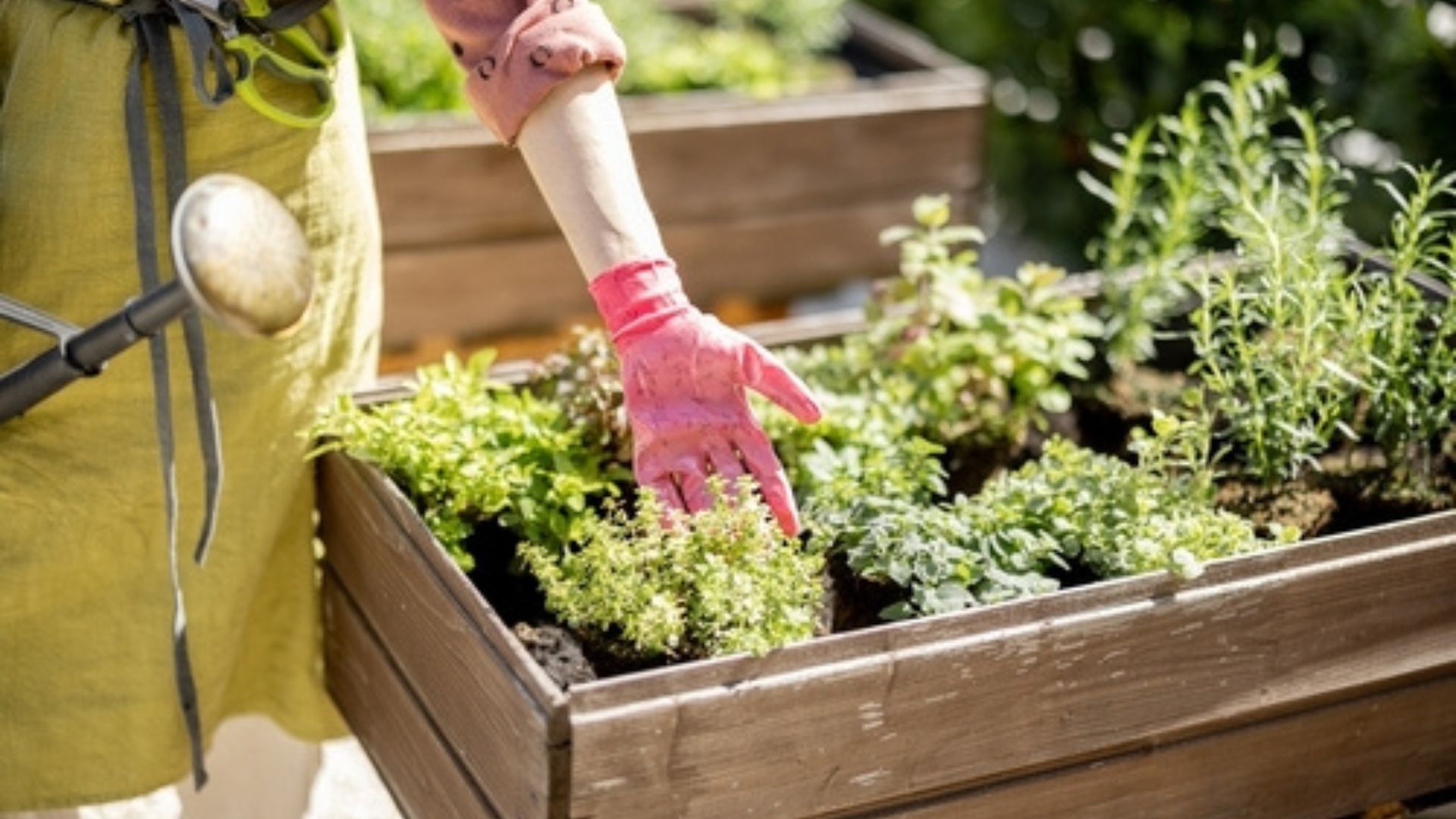 A person tends to their home garden.