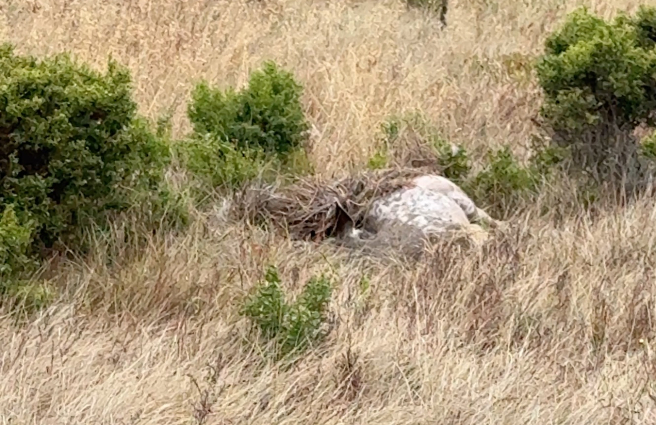 Mountain lion leaves deer carcass along Marine Terrace Trail in Cambria