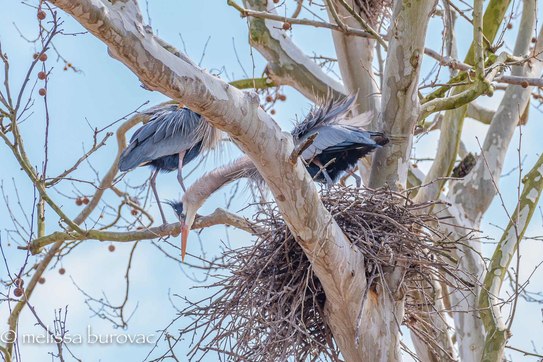 nesting spot for the great blue herons 