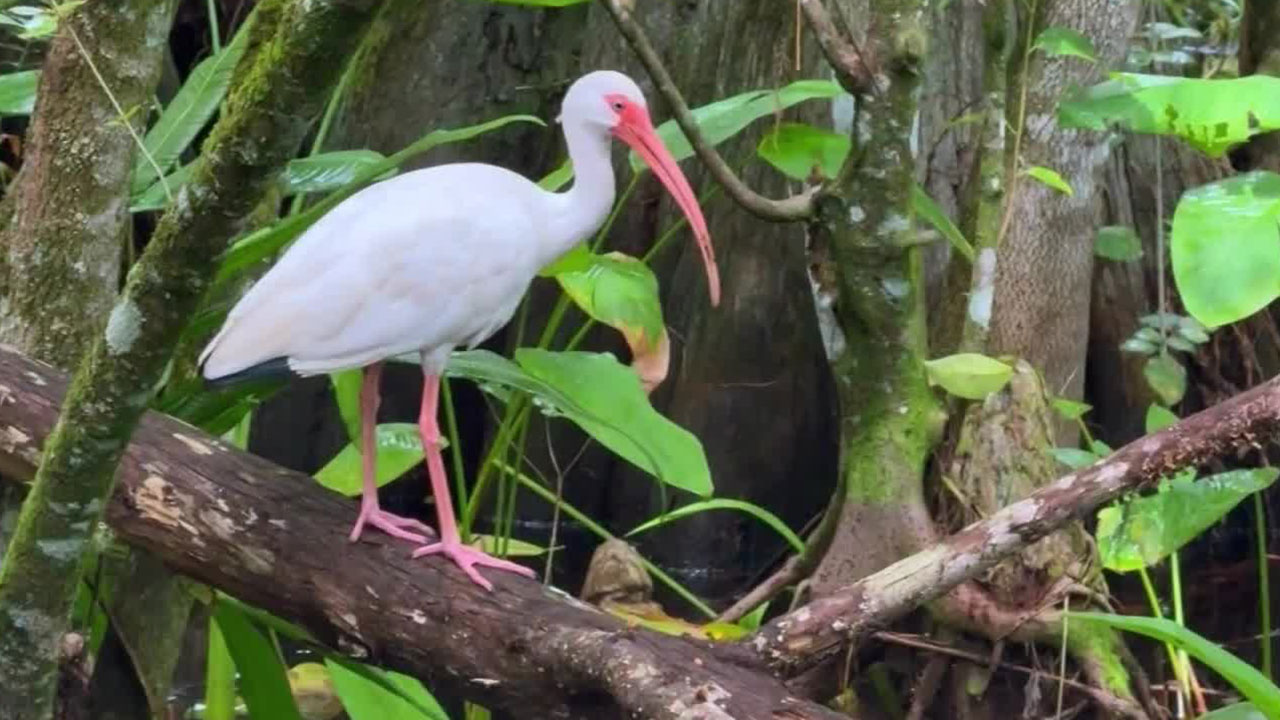 Corkscrew Swamp Sanctuary