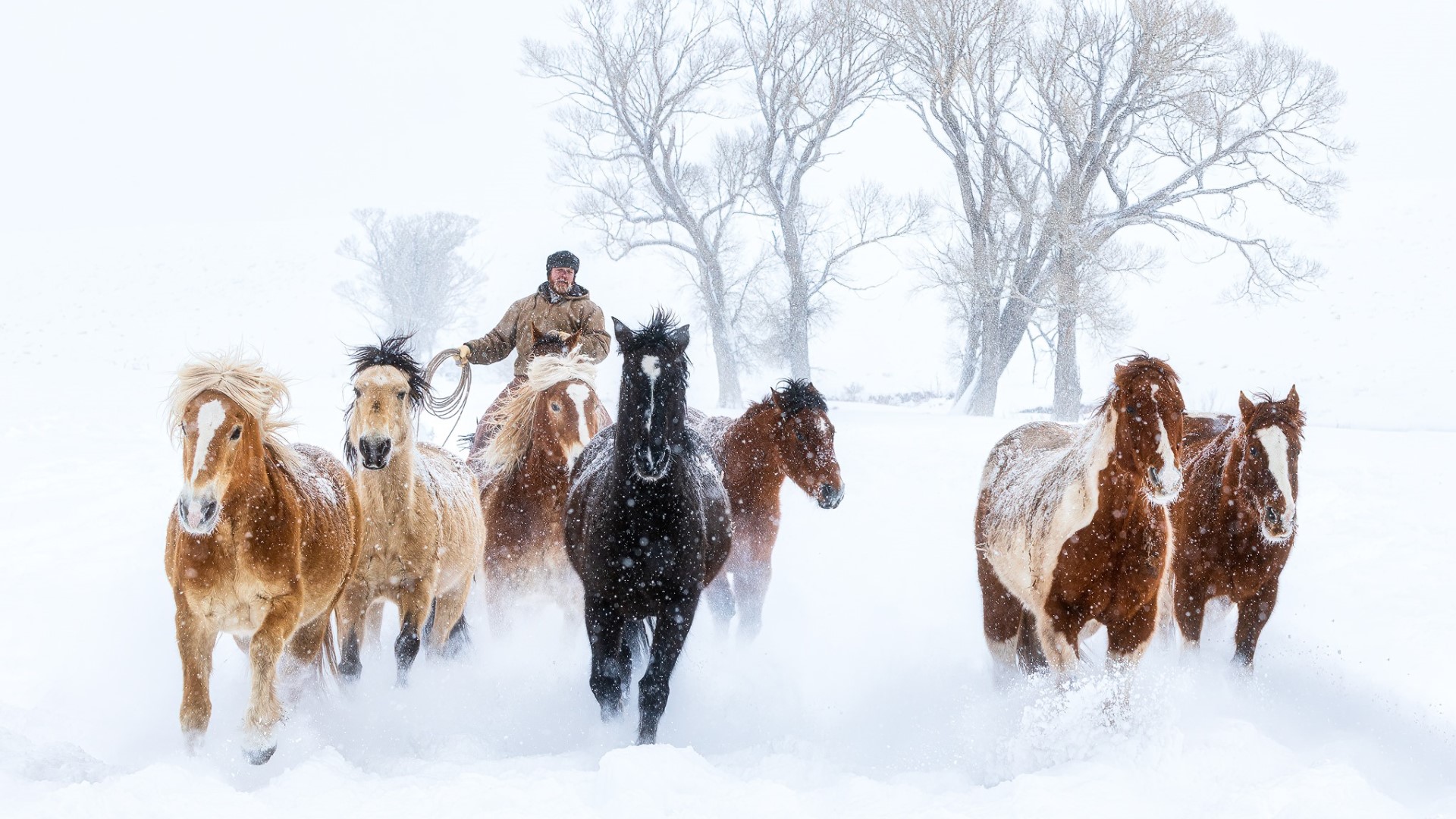 Horses and snow