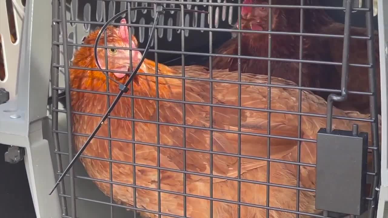 Baltimore County kindergartners to raise rescued chickens 