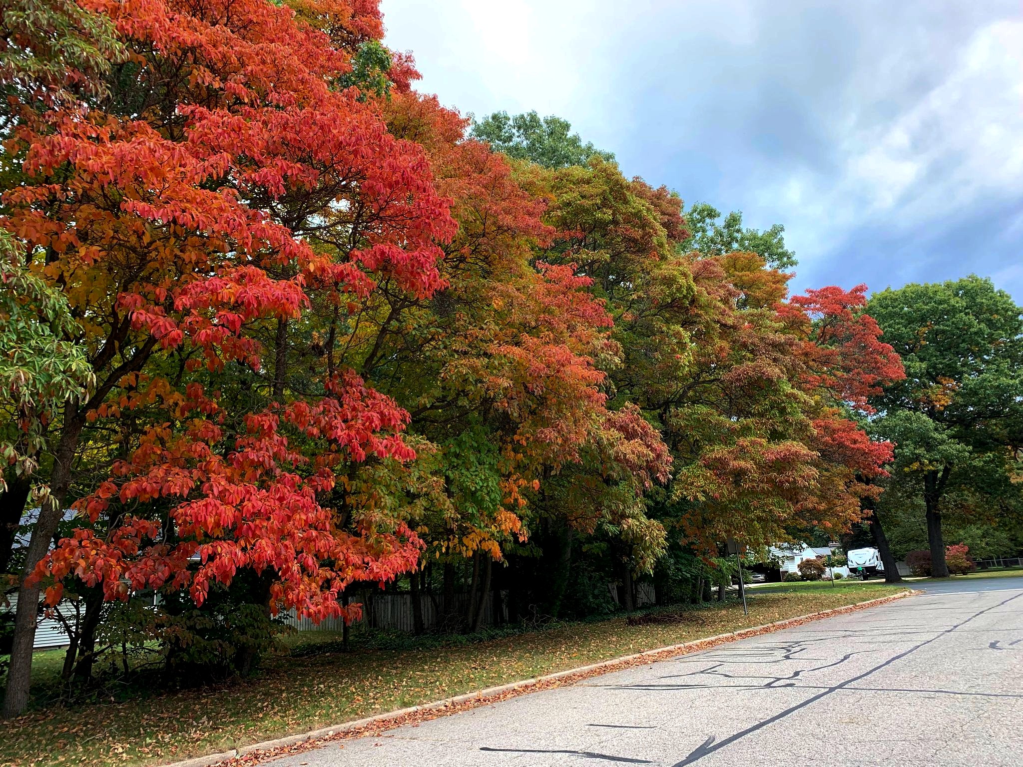 Fall foliage Kalamazoo, Michigan