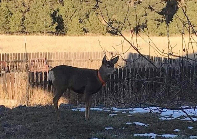 aggressive deer