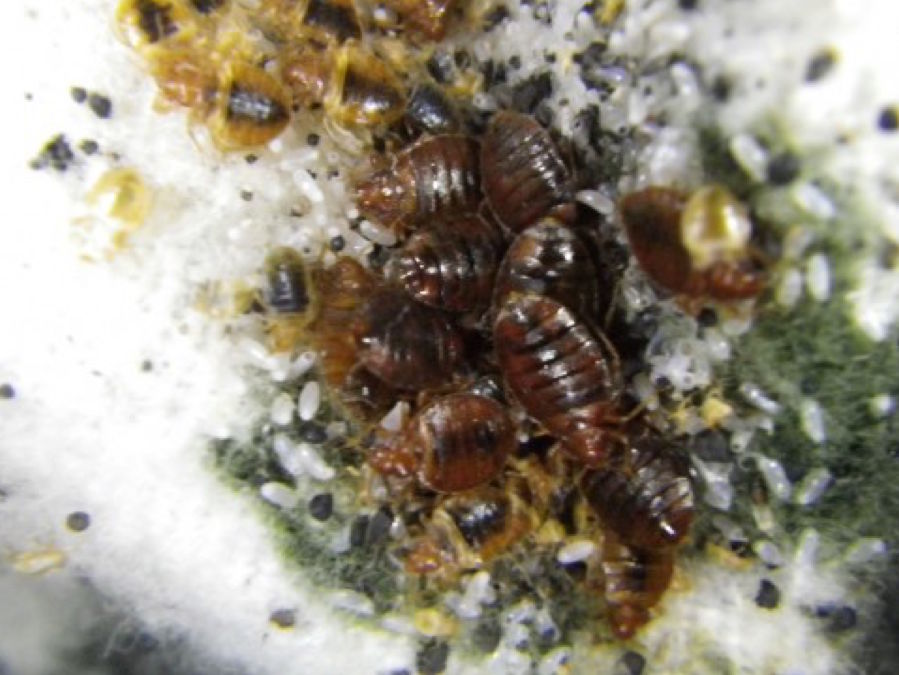 KNXV Bed Bugs.jpeg
