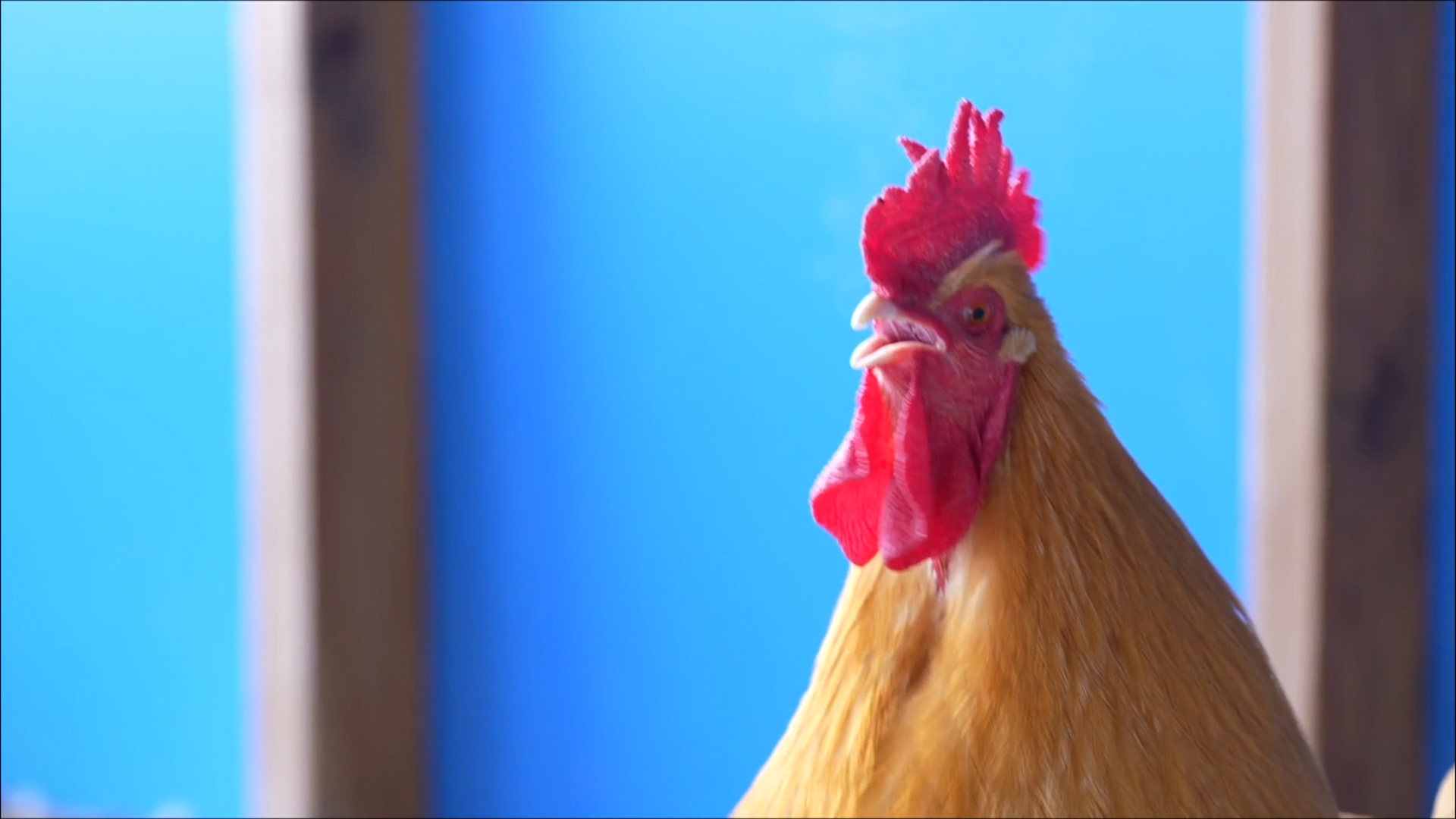 Backyard Chicken