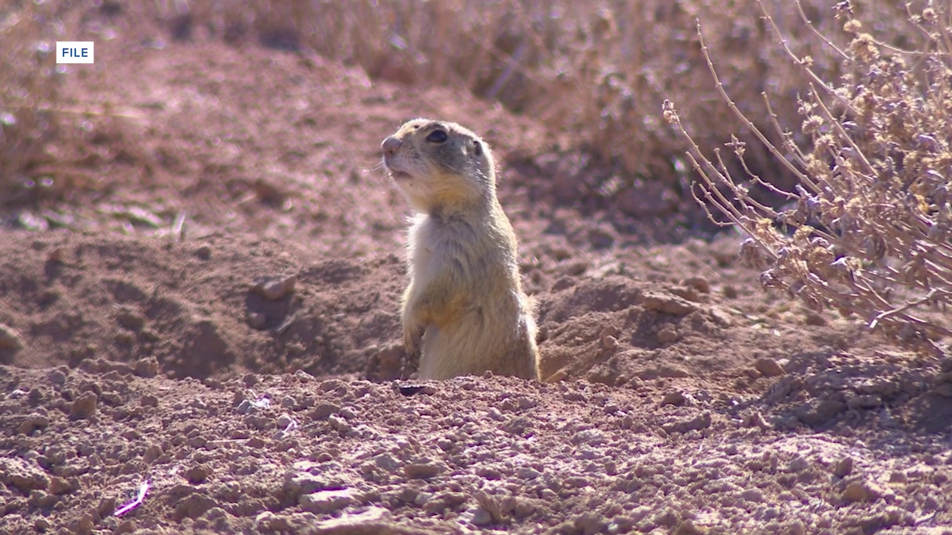 Ground Squirrels in Montana: balancing safety, agriculture, and ecology