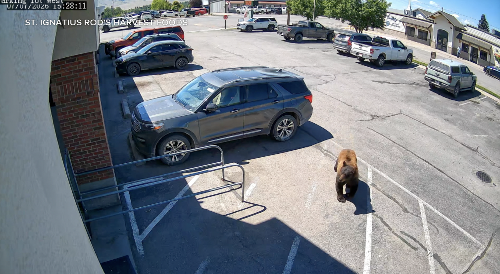 Bear sighting in St. Ignatius 