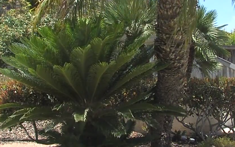 Sago Palm dangers.png
