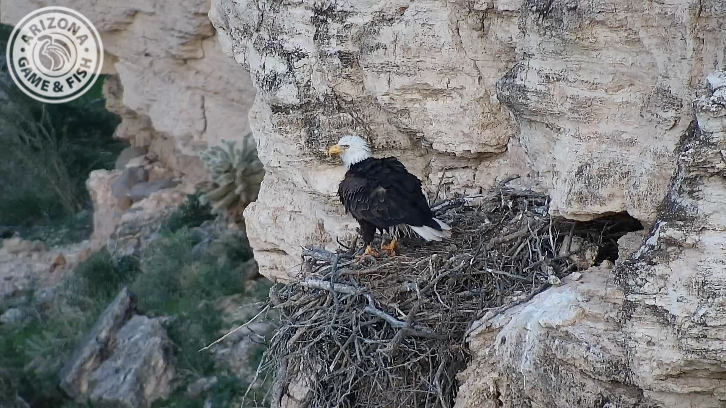 KNXV Lake Pleasant Bald Eagle Camera 2018.png