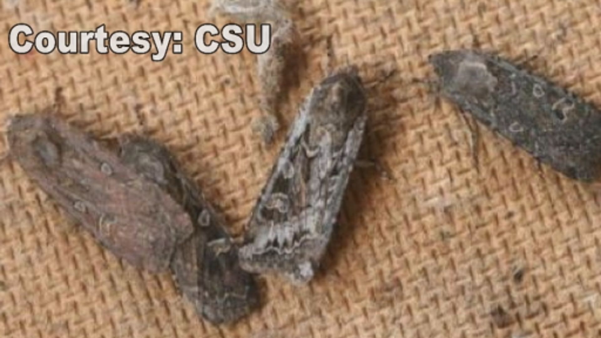 Brown Moths In Colorado