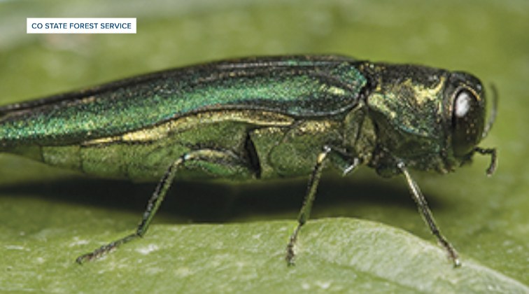 Invasive insect spreading across Front Range; how Colorado Springs is preparing