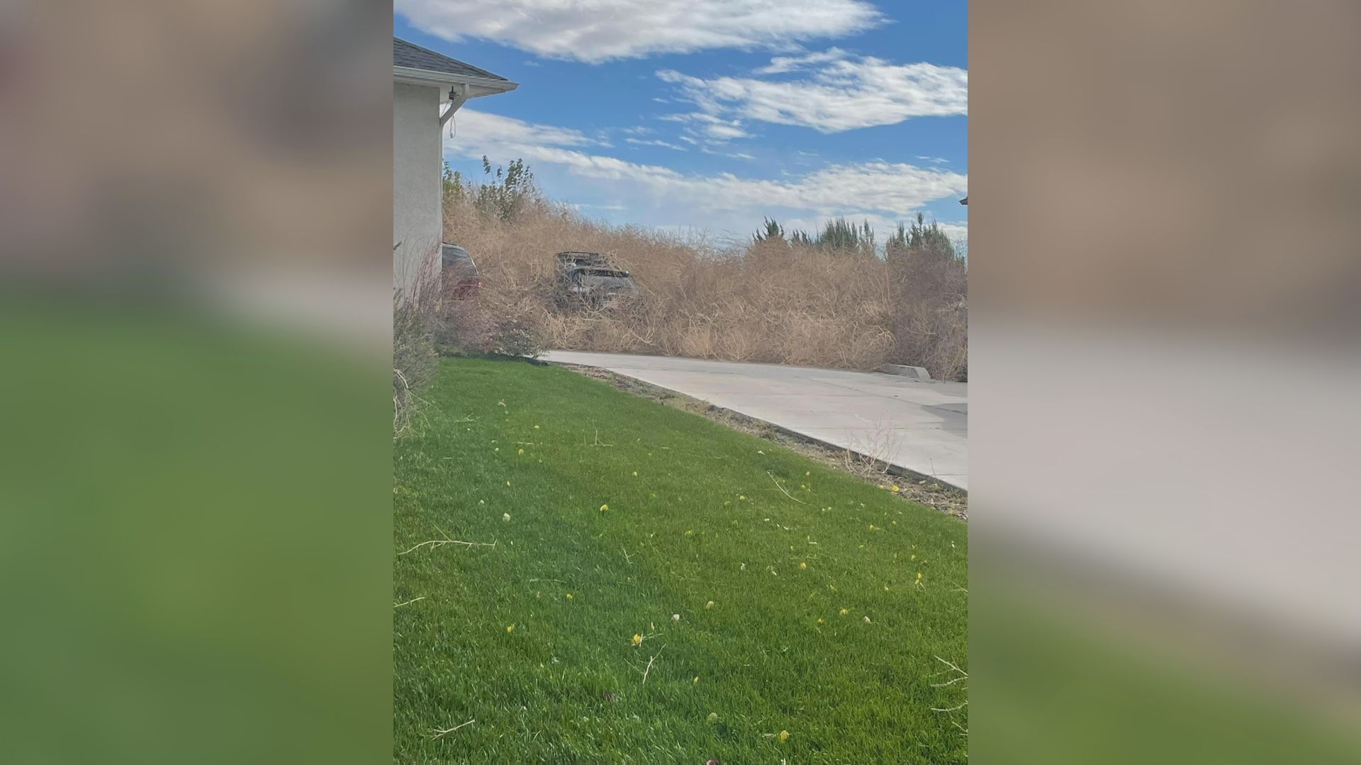 Pueblo tumbleweeds