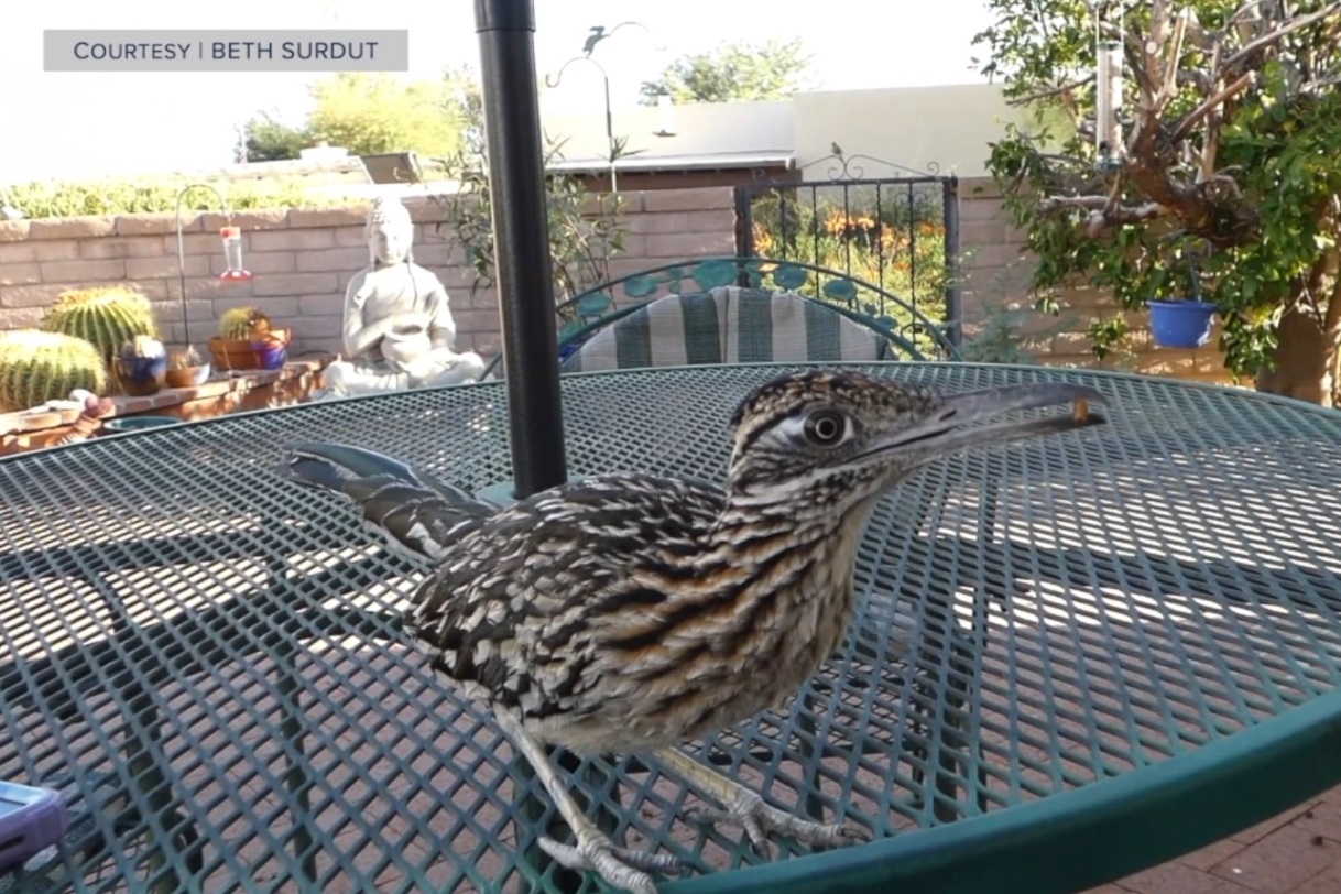 Roadie the Roadrunner