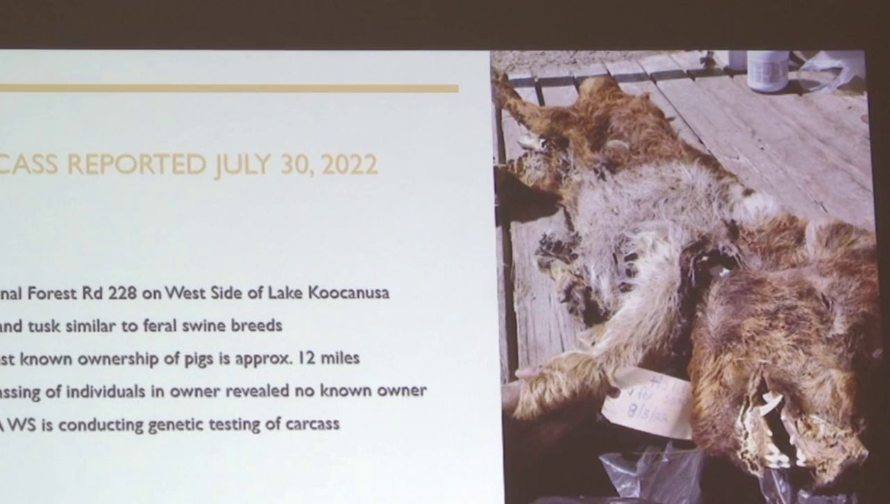 Carcass of feral swine in Montana