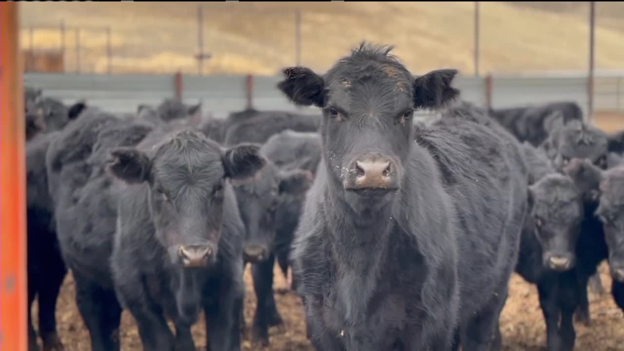 
Agriculture in Idaho is facing a perfect storm of difficult conditions