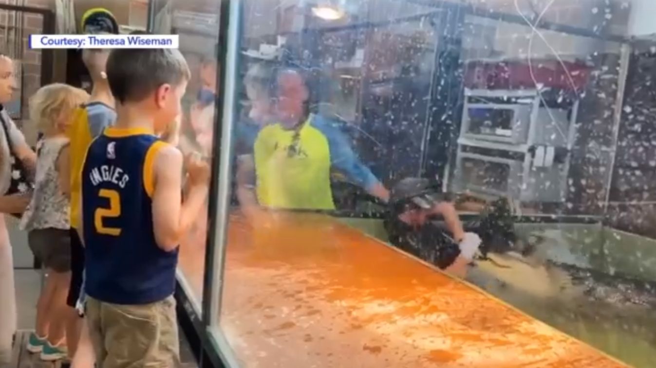 Guests jump into enclosure to rescue handler bitten by alligator in Utah