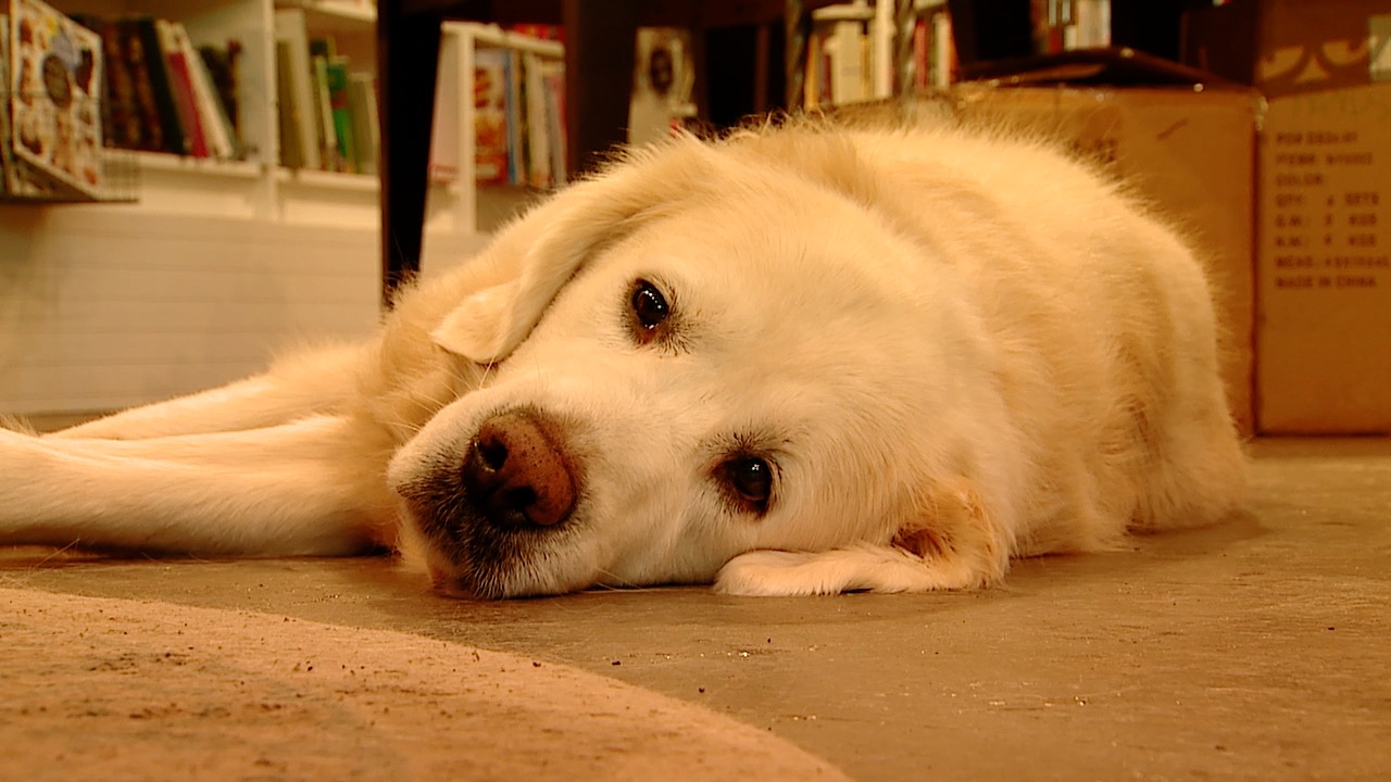 tommy lying down.jpg