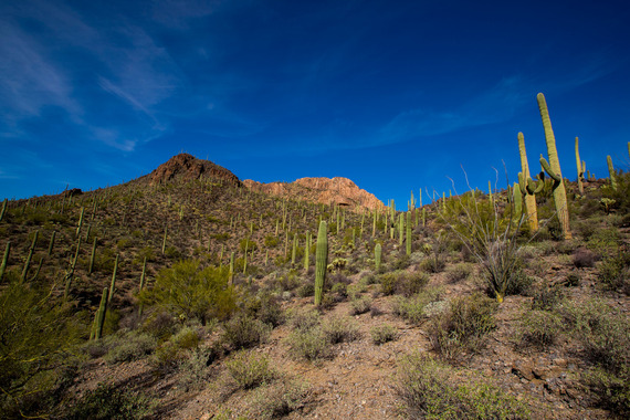 Tucson Mountain Park