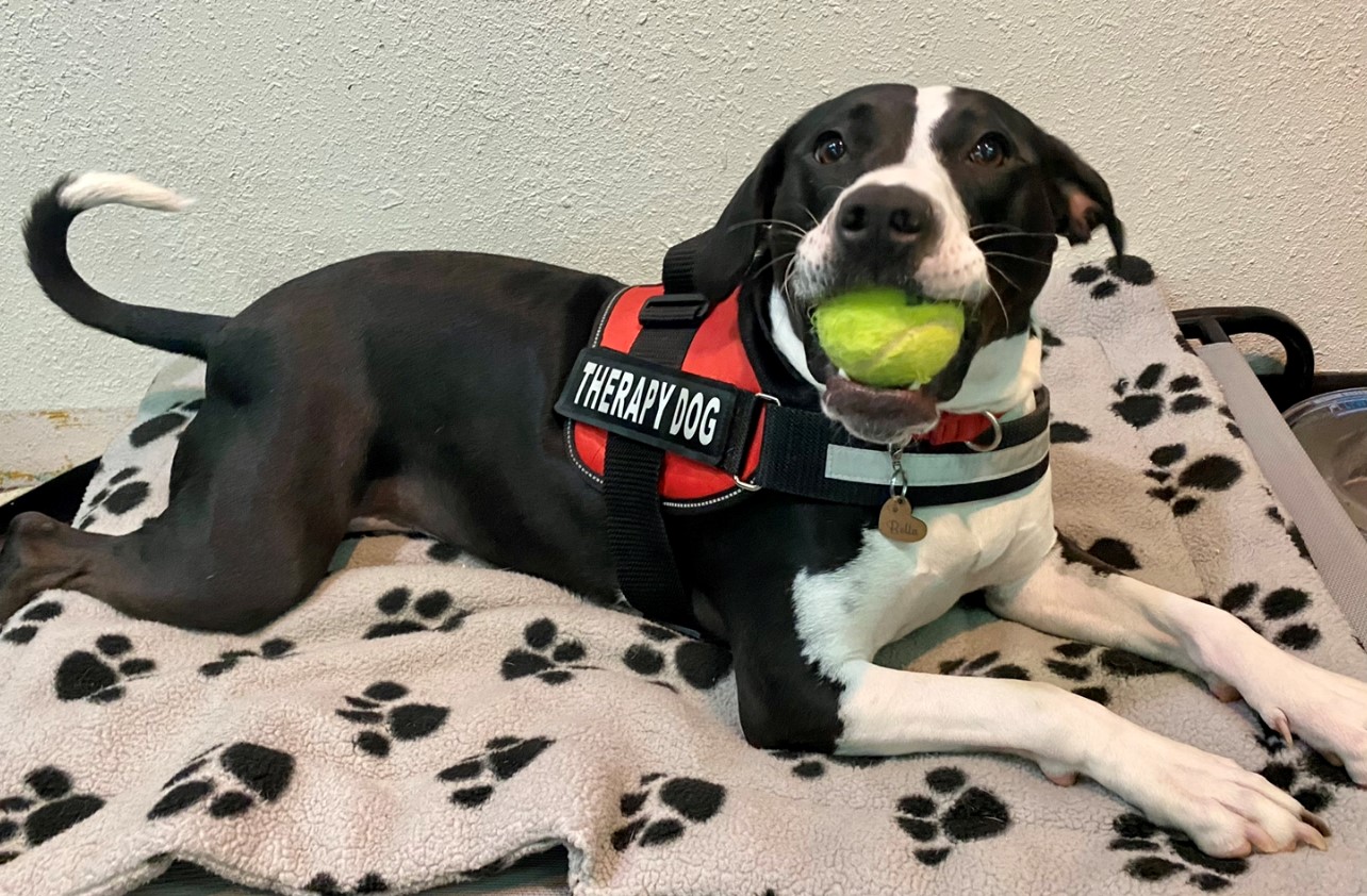 Therapy dog
