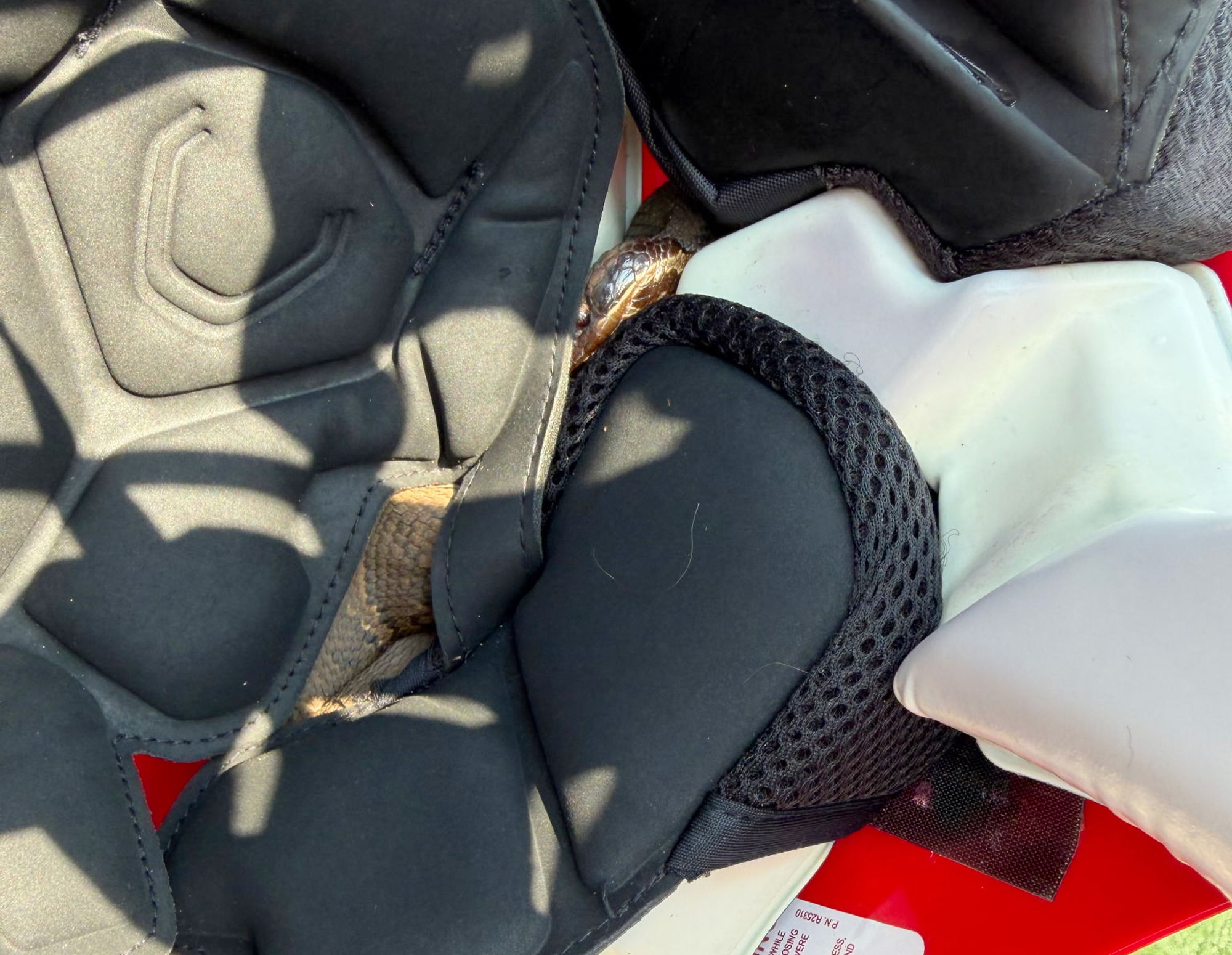 In this photo provided by Maumelle Animal Services, a snake is seen in a helmet at Maumelle Animal Shelter in at Maumelle, Ar., Thursday, Aug. 6, 2026. 