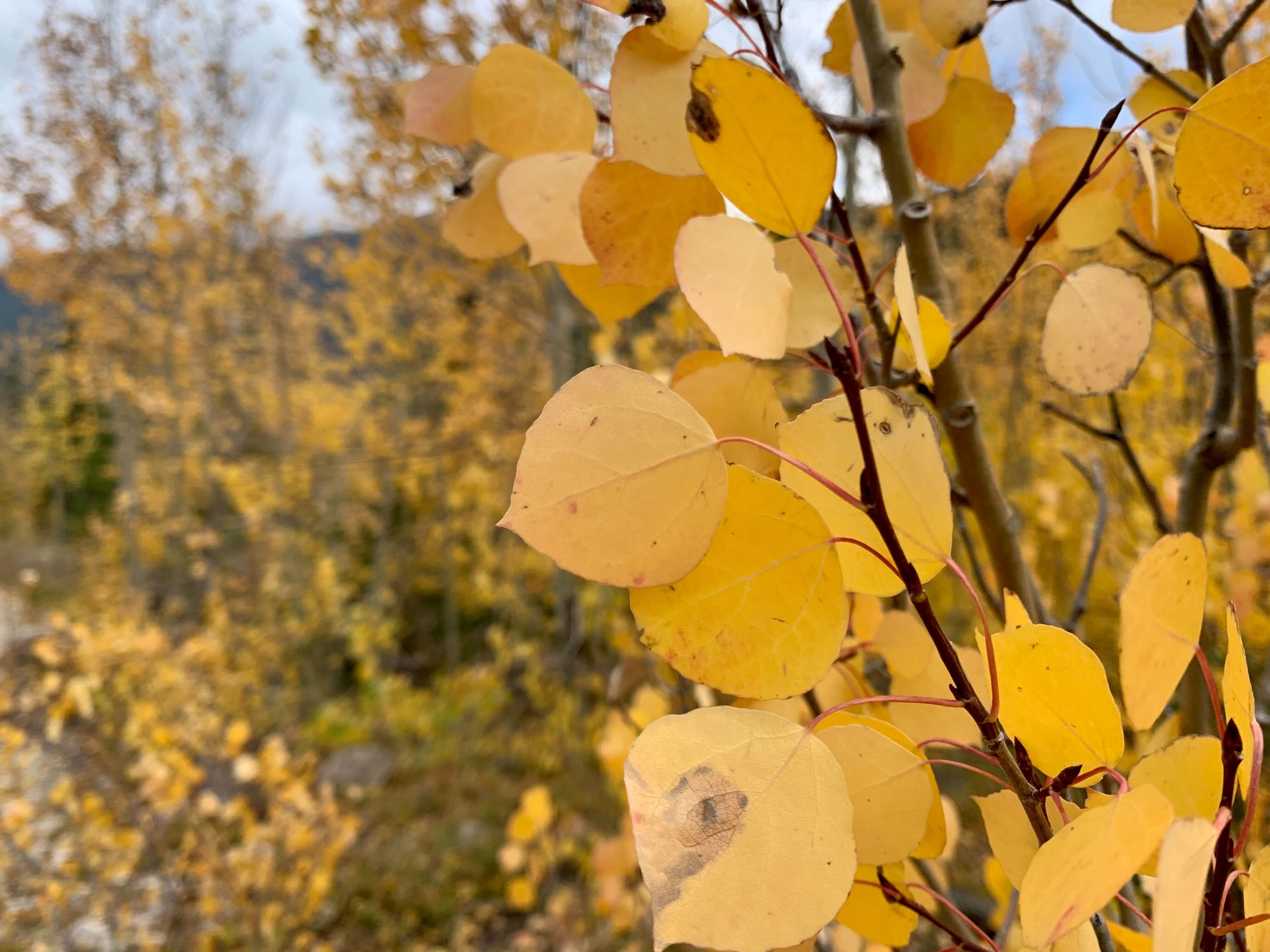 aspen leaves.jpg